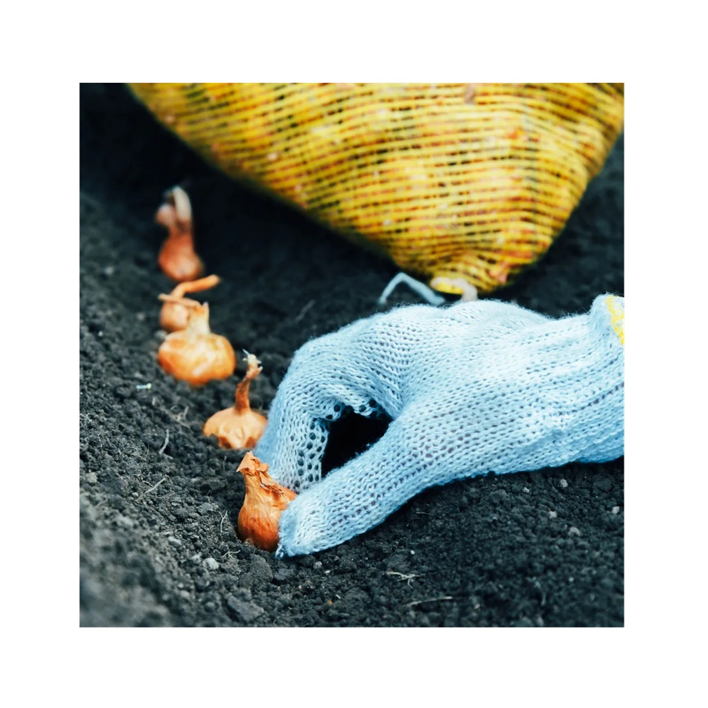 Семена Лук-севок Штуттгартер Ризен острый, 14-21 мм, желтый 0.5 кг